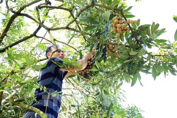 Hấp dẫn với tour trải nghiệm vườn nhãn ở Hưng Yên