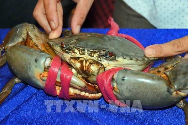 Cà Mau quảng bá thương hiệu cua và tiềm năng đầu tư tại TP. Hồ Chí Minh