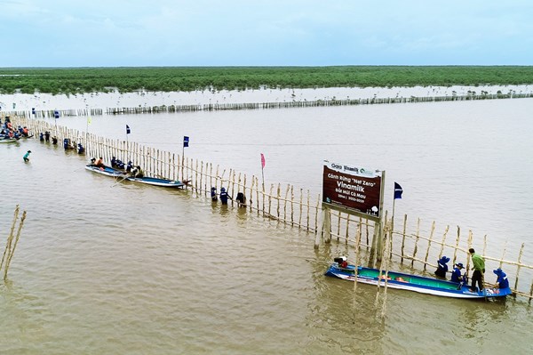 VINAMILK triển khai dự án tái sinh 25 ha rừng ngập mặn tại Cà Mau