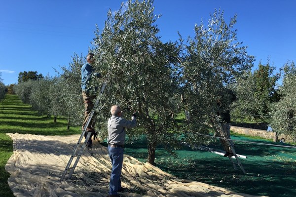Ngành sản xuất dầu ô liu tại Nam Âu lao đao 