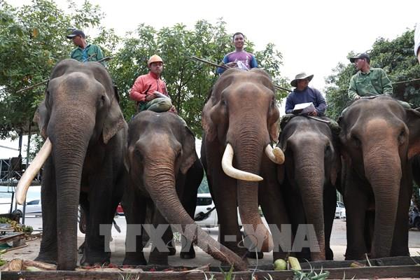  Ngắm đàn voi nhà ở Đắk Lắk