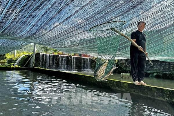 Doanh nghiệp Cuba áp dụng mô hình Aquaponics trong sản xuất lương thực