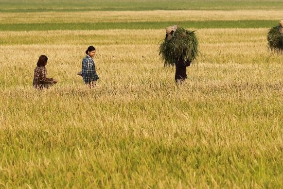 Myanmar có thể hạn chế xuất khẩu gạo