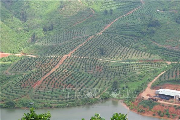 Kon Tum cần hơn 624 tỷ đồng để cấp điện 3 pha cho sản xuất nông nghiệp