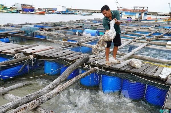 Khuyến cáo không phát triển ồ ạt nuôi cá trong ao tôm