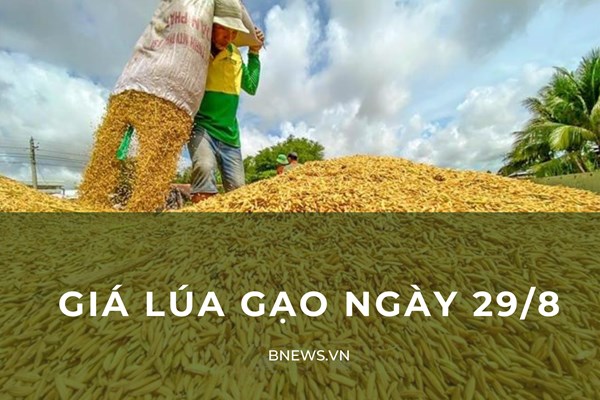 Giá lúa gạo đồng bằng sông Cửu Long tăng nhẹ