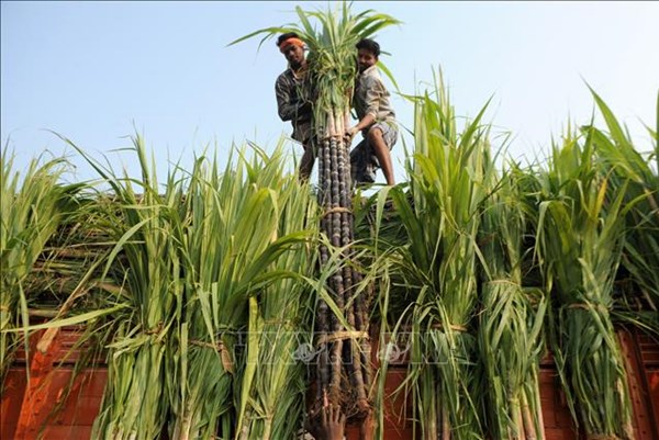 Hiệp hội các nhà sản xuất đường của Ukraine kêu gọi tạm dừng xuất khẩu sang EU