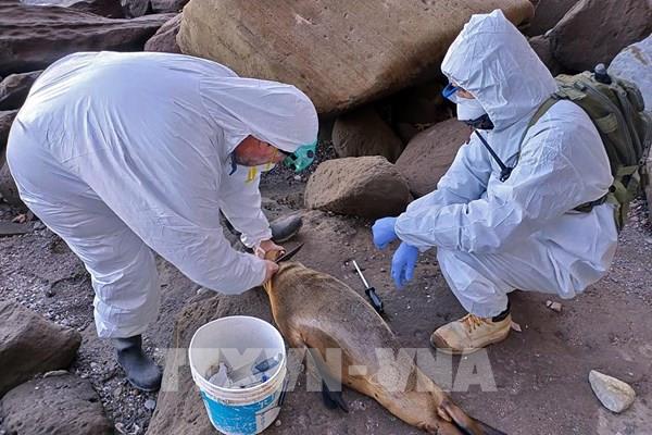 Argentina ghi nhận hàng chục con sư tử biển chết vì mắc cúm gia cầm