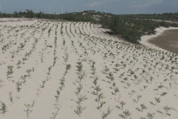 Vì sao có đề xuất điều chỉnh chủ trương đầu tư dự án trồng rừng ven biển?