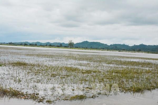 Nhiều diện tích lúa tại Đắk Nông ngập úng do mưa lớn kéo dài