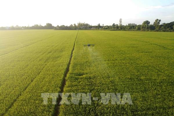 Giá lúa gạo hôm nay 25/9 mới nhất: Giao dịch ổn định phiên đầu tuần