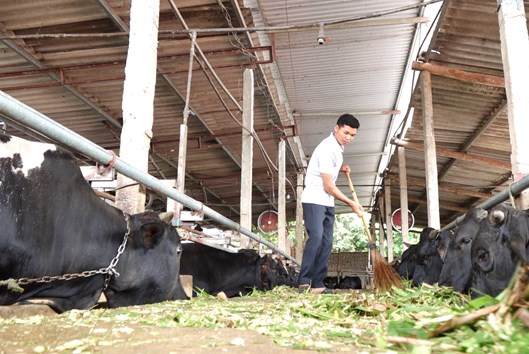 Phát triển chăn nuôi tuần hoàn gắn với liên kết tiêu thụ sản phẩm