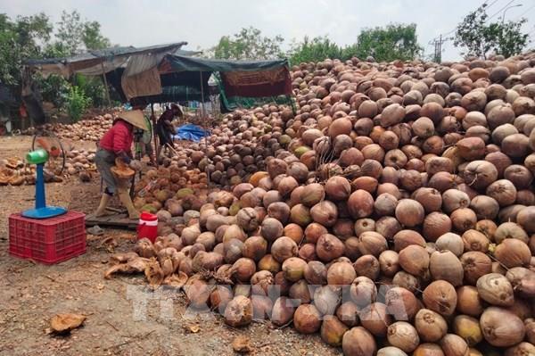 Giá dừa khô tăng hơn 30.000 đồng/chục