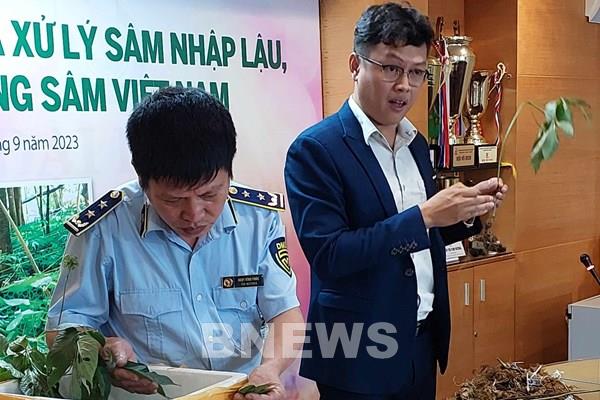 Cảnh báo thủ đoạn trà trộn sâm nhập lậu vào Việt Nam