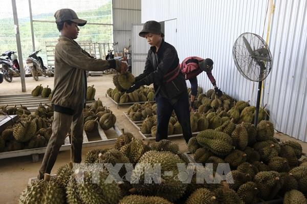 Việt Nam sẽ xuất khẩu sầu riêng sang Ấn Độ