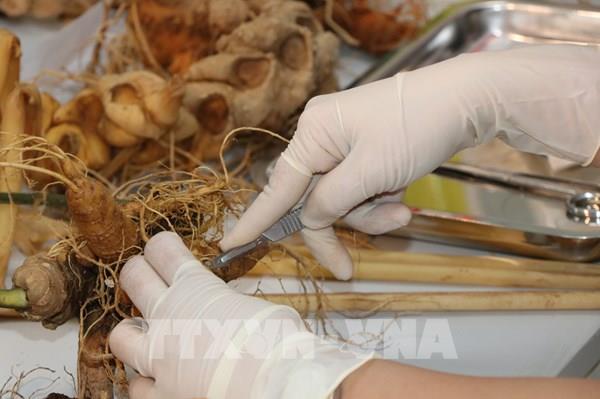 Festival Sâm Ngọc Linh sẽ được tổ chức định kỳ 2 năm/lần