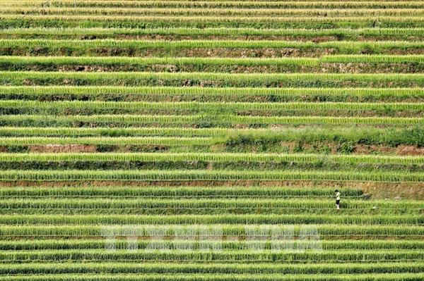 Ruộng bậc thang Mù Cang Chải – Bức tranh kiệt tác của con người và thiên nhiên