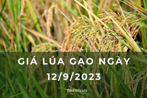 Giá lúa gạo hôm nay 12/9: Giá lúa giảm, giá gạo tăng nhẹ