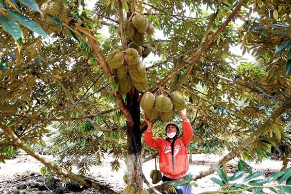 Hậu kiểm là yếu tố then chốt khi xuất khẩu sang Nhật Bản