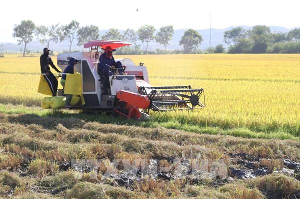 Giá gạo xuất khẩu trung bình tăng 14%