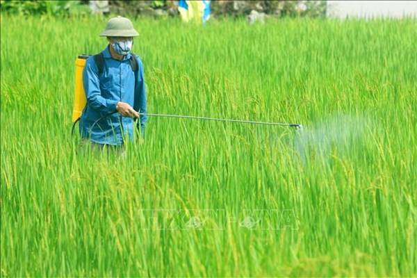 Kiểm soát sâu bệnh, dịch hại trên lúa Mùa tại các tỉnh phía Bắc