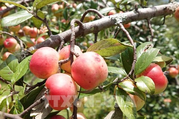 Mùa thu hoạch sơn tra (táo mèo) ở vùng cao Mù Cang Chải