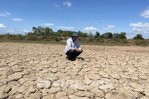 Hệ lụy dẫn mặn nhập đồng từ nuôi tôm tự phát