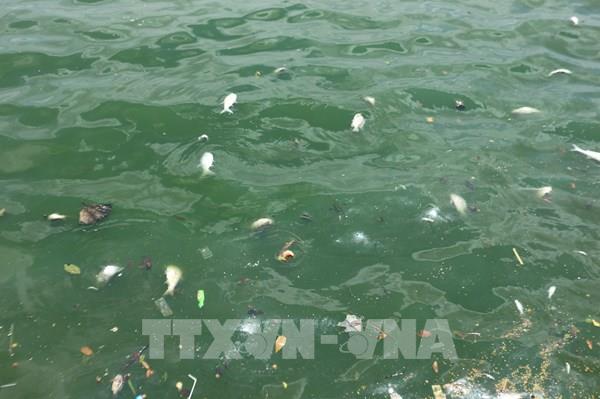Hà Nội khẩn trương thu vớt cá chết trên hồ Trúc Bạch