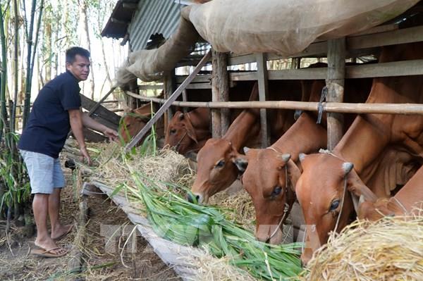 Đồng Tháp xuất hiện ổ dịch lở mồm long móng trên đàn bò