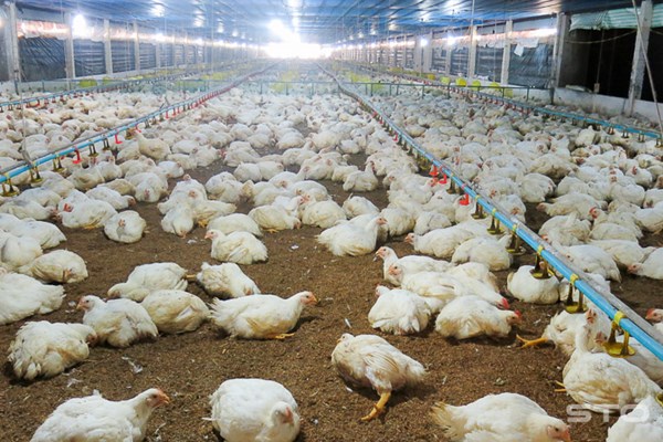 Thêm 2 dự án nông nghiệp công nghệ cao quy mô lớn tại Tây Ninh