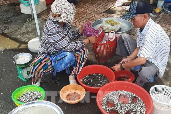 Báo động tình trạng tận diệt cá con tại Đồng Tháp