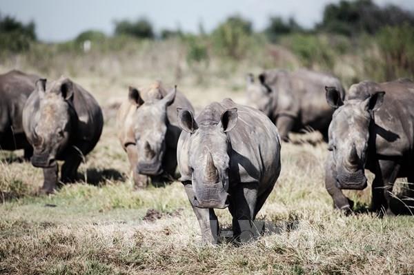 Số lượng tê giác tại châu Phi tăng lần đầu tiên sau một thập kỷ