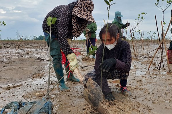 Quảng Ninh trồng lại 77.000 ha rừng bị thiệt hại do bão Yagi