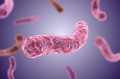 Đã có ca tử vong vì Whitmore, Bộ Y tế khuyến cáo biện pháp phòng bệnh