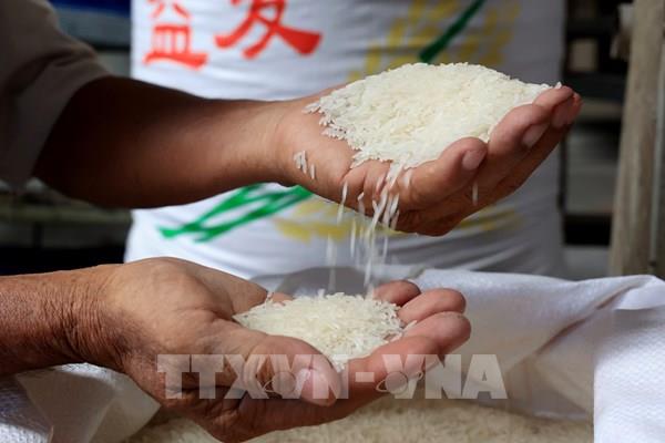 Philippines chính thức giảm thuế nhập khẩu gạo xuống còn 15%