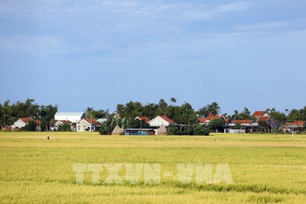 Đến Phú Yên mùa lúa chín