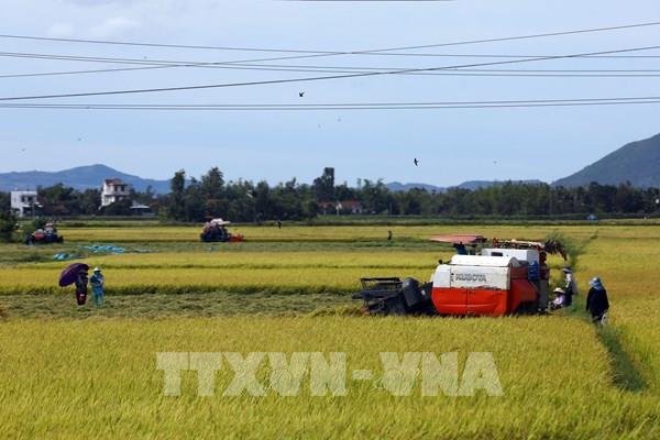 Giá gạo xuất khẩu thế giới, giá gạo hôm nay 31/10