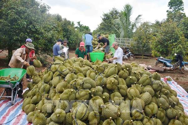 Sầu riêng được giá, nông dân có vụ bội thu