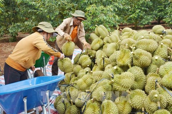 Xây dựng chuỗi ngành hàng sầu riêng bền vững