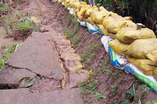 Đầu tư 140 tỷ đồng xây đê bao bảo vệ vùng cây ăn trái Cầu Kè