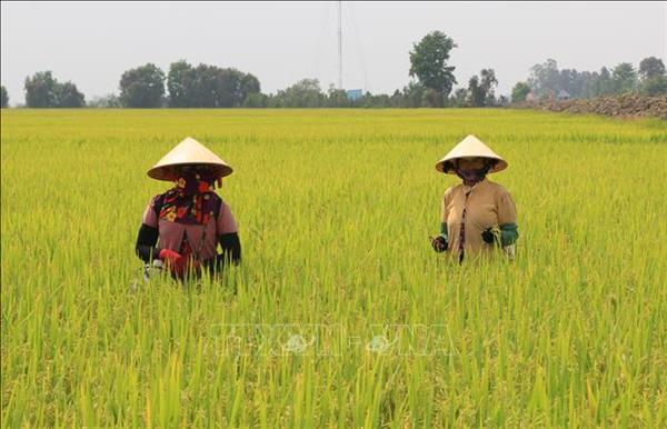 Thành lập Hội đồng Lúa gạo quốc gia: Tạo môi trường pháp lý minh bạch