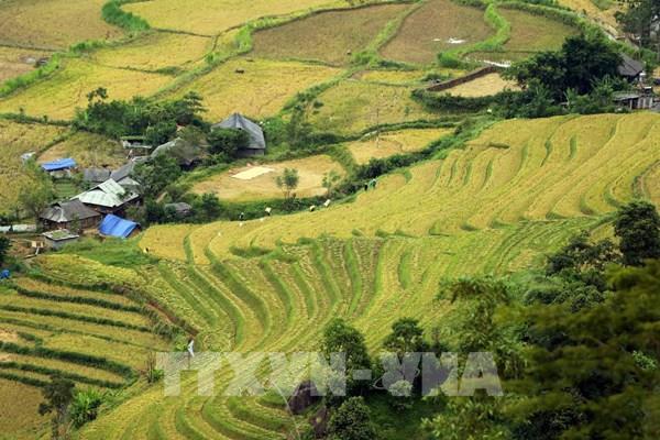 Mùa vàng trên những thửa ruộng bậc thang