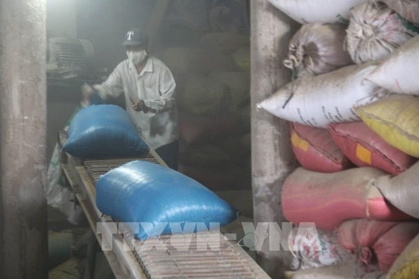 Nông dân trồng lúa lãi từ 30 - 35 triệu đồng/ha, cao nhất từ trước đến nay