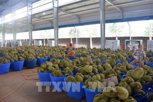 Thu hoạch sầu riêng tại Đắk Lắk: Tranh mua tranh bán và những hệ lụy