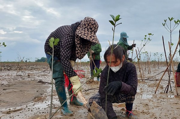 Thước đo cho giá trị rừng ven biển