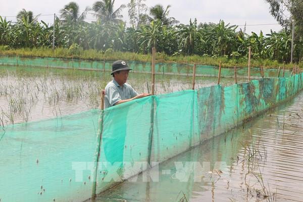 Nhiều mô hình sinh kế mùa nước nổi cho lợi nhuận gấp 3 lần trồng lúa
