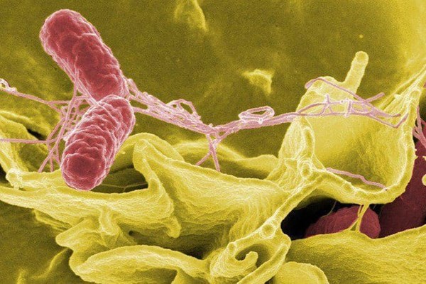Vụ ngộ độc trong đêm Trung Thu: Phát hiện vi khuẩn Salmonella trong mẫu bệnh phẩm