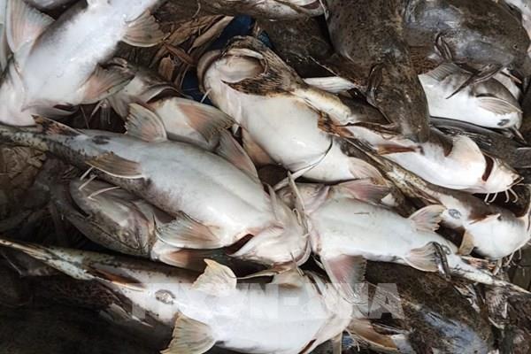 Cá đặc sản bất ngờ chết hàng loạt, người chăn nuôi thiệt hại nặng