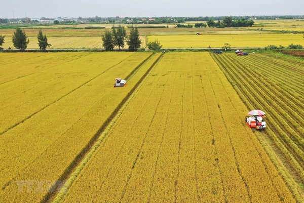 Giá lúa gạo hôm nay 3/11: Giá lúa ổn định, giá gạo giảm nhẹ