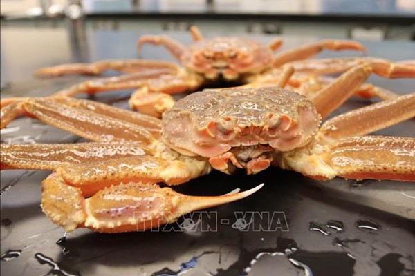 Nhật Bản tăng đánh bắt cua tuyết lần đầu tiên sau 3 năm